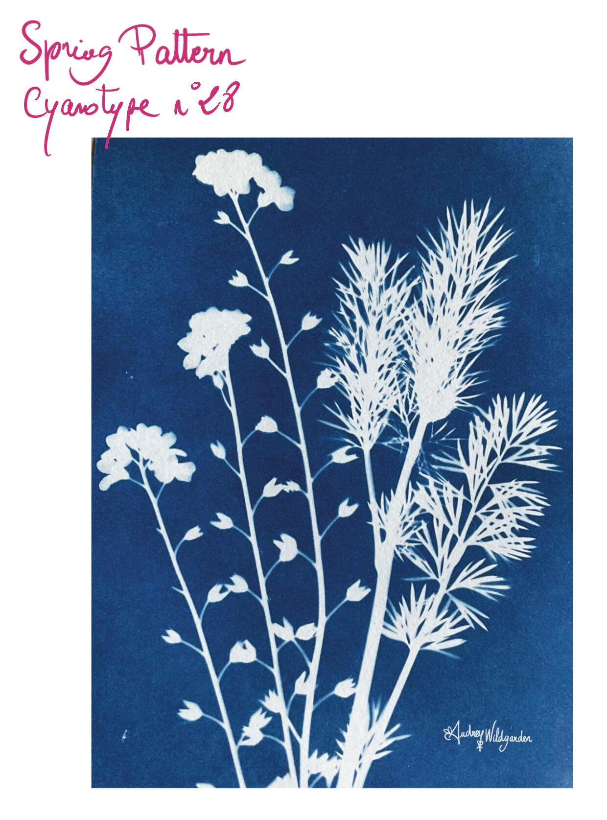 Audrey WildGarden Cyanotype Spring Pattern for Wallpaper, Design and Fashion Project Audrey WildGarden Cyanotype Spring Pattern for Wallpaper, Design and Fashion Project